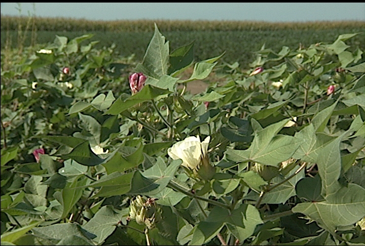 Louisiana cotton acres stabilize