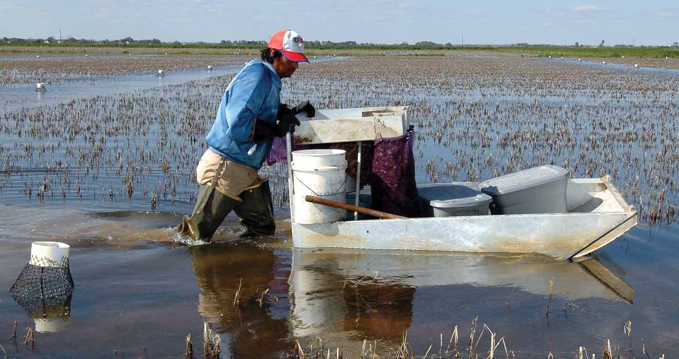 ‘Push boats’ help crawfish farmer cut costs