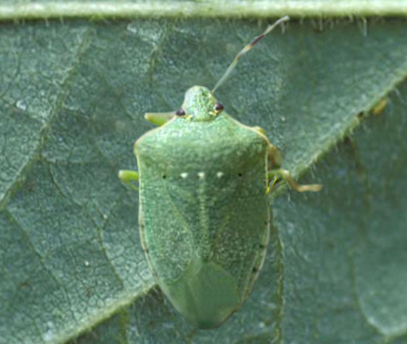 The Southern Green Stink Bug and the Brown Stink Bug