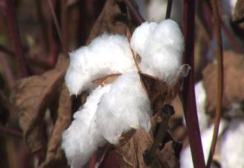 Cotton farmers disappointed by yield and prices