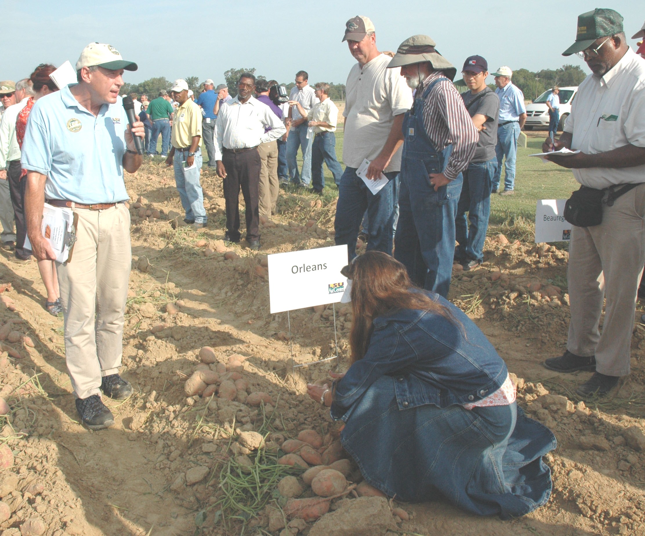 New varieties highlight LSU AgCenter sweet potato field day