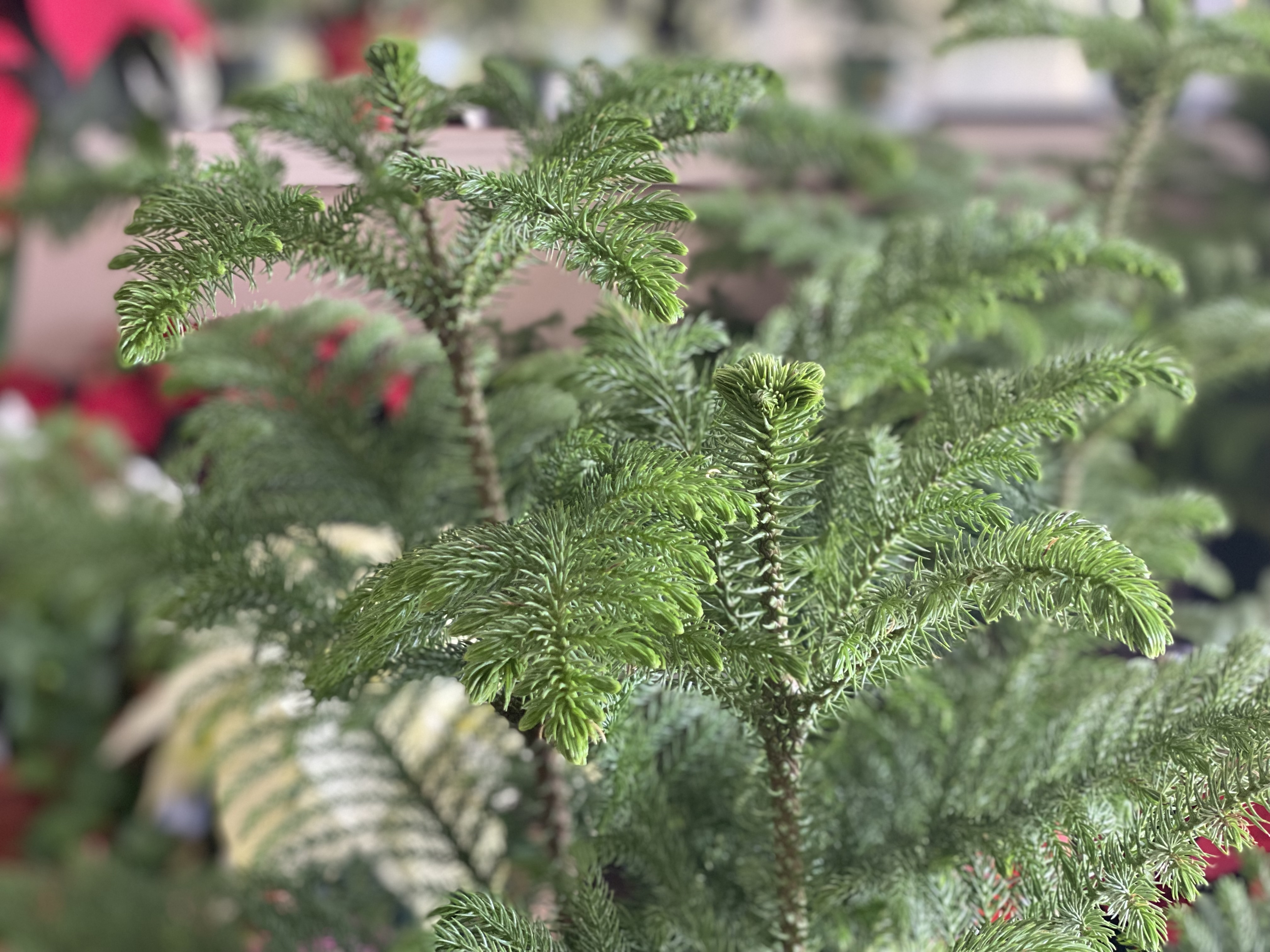Branches of Norfolk Island pine.
