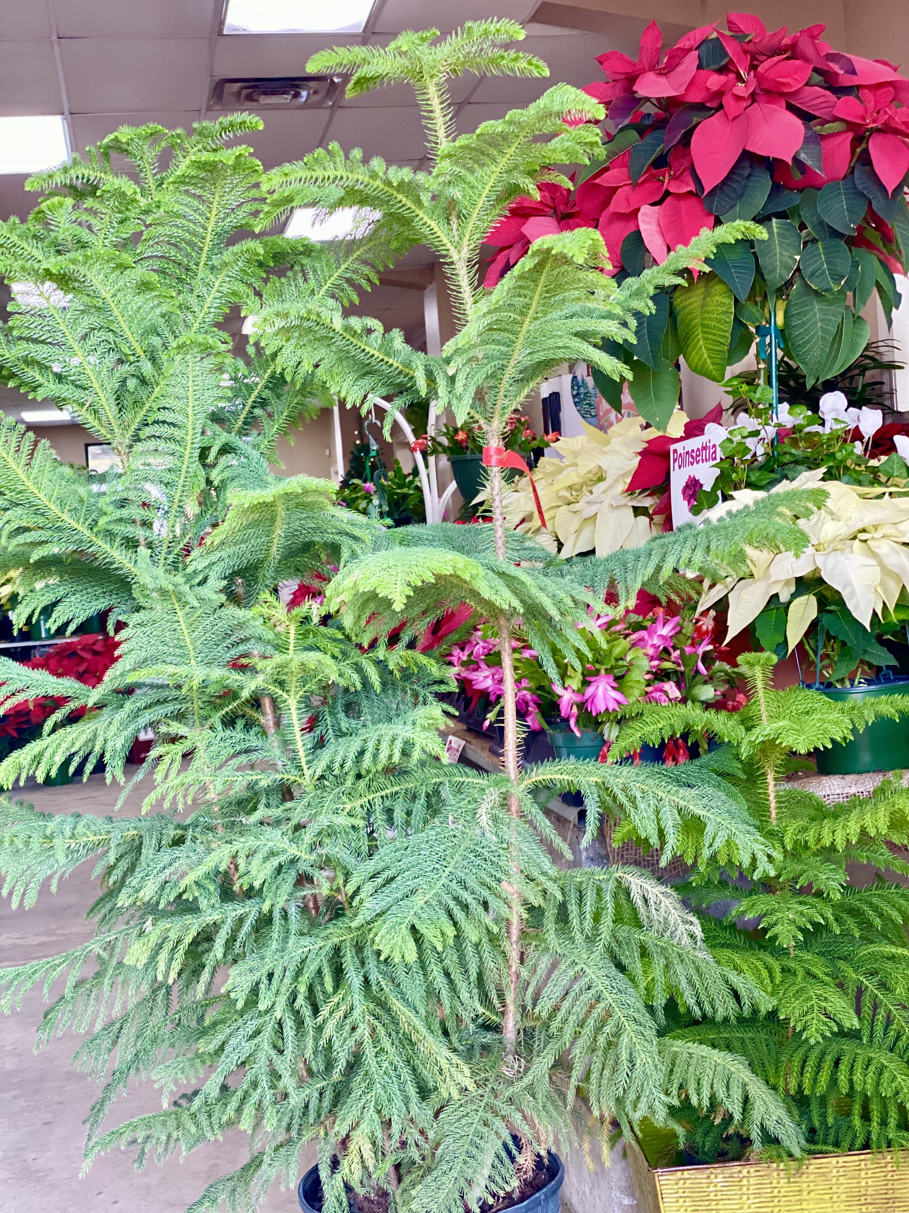 Potted Norfolk Island pine.