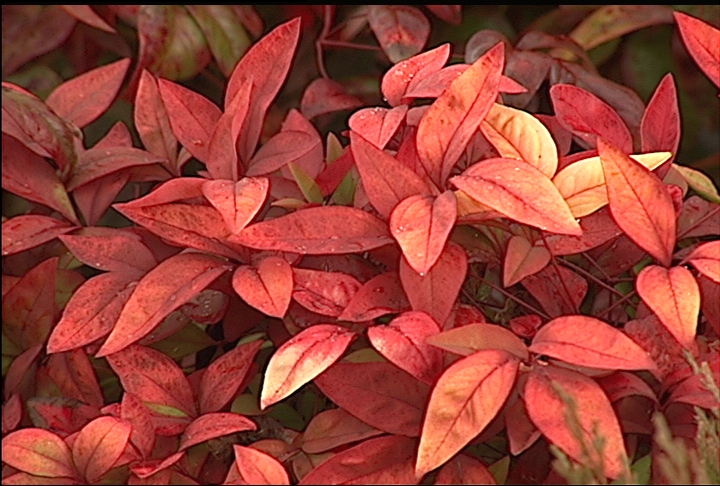 Evergreens are not always green