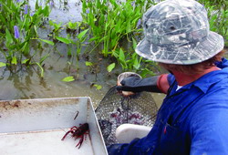 Improving Water Quality in Crawfish Aquaculture