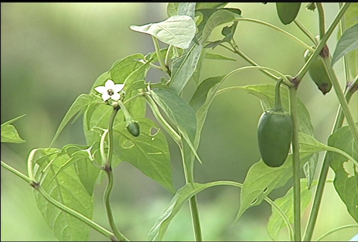 Growing fall tomatoes and peppers