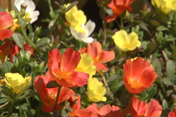 Plant purslane for heat-resistant color
