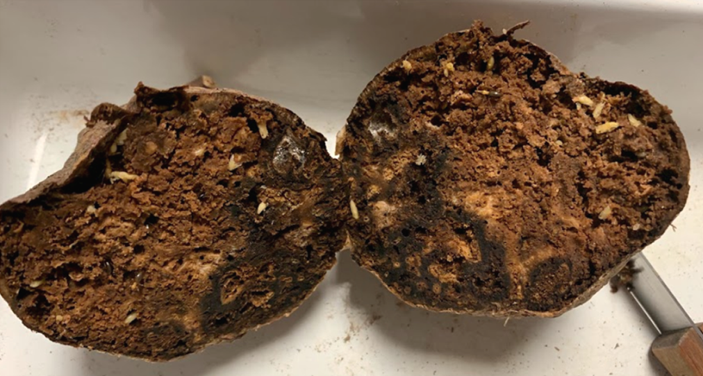 A decayed sweet potato cut in half, showing a weevil invested interior