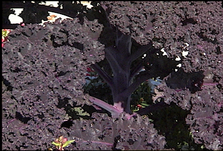 Super Plant Redbor kale is an ornamental you can eat