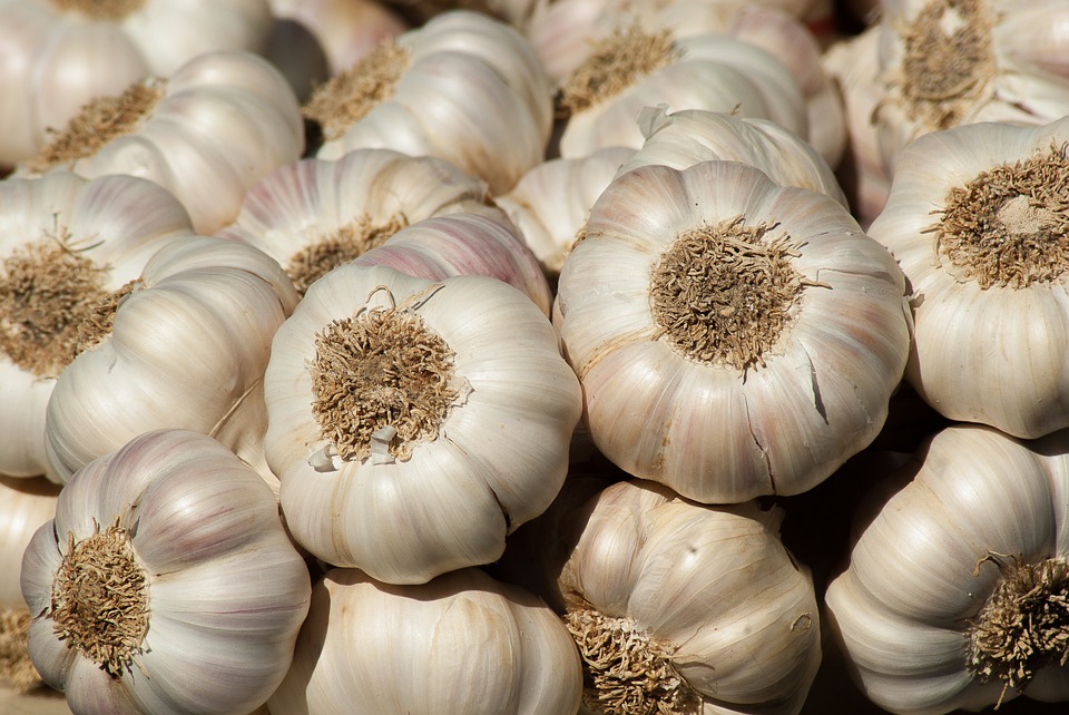 Fall Gardening - Garlic