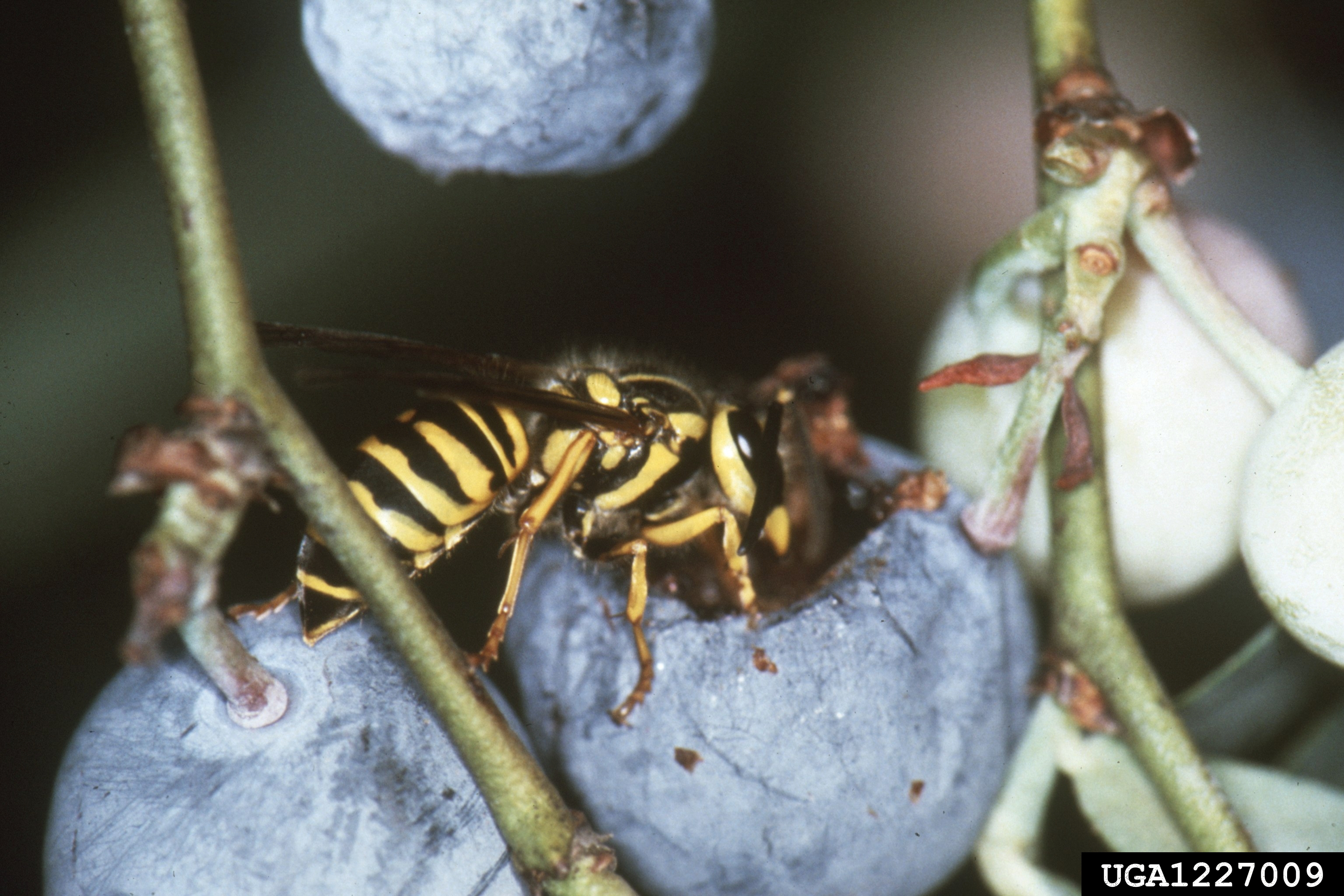 Yellowjacket feeding on blueberry fruit