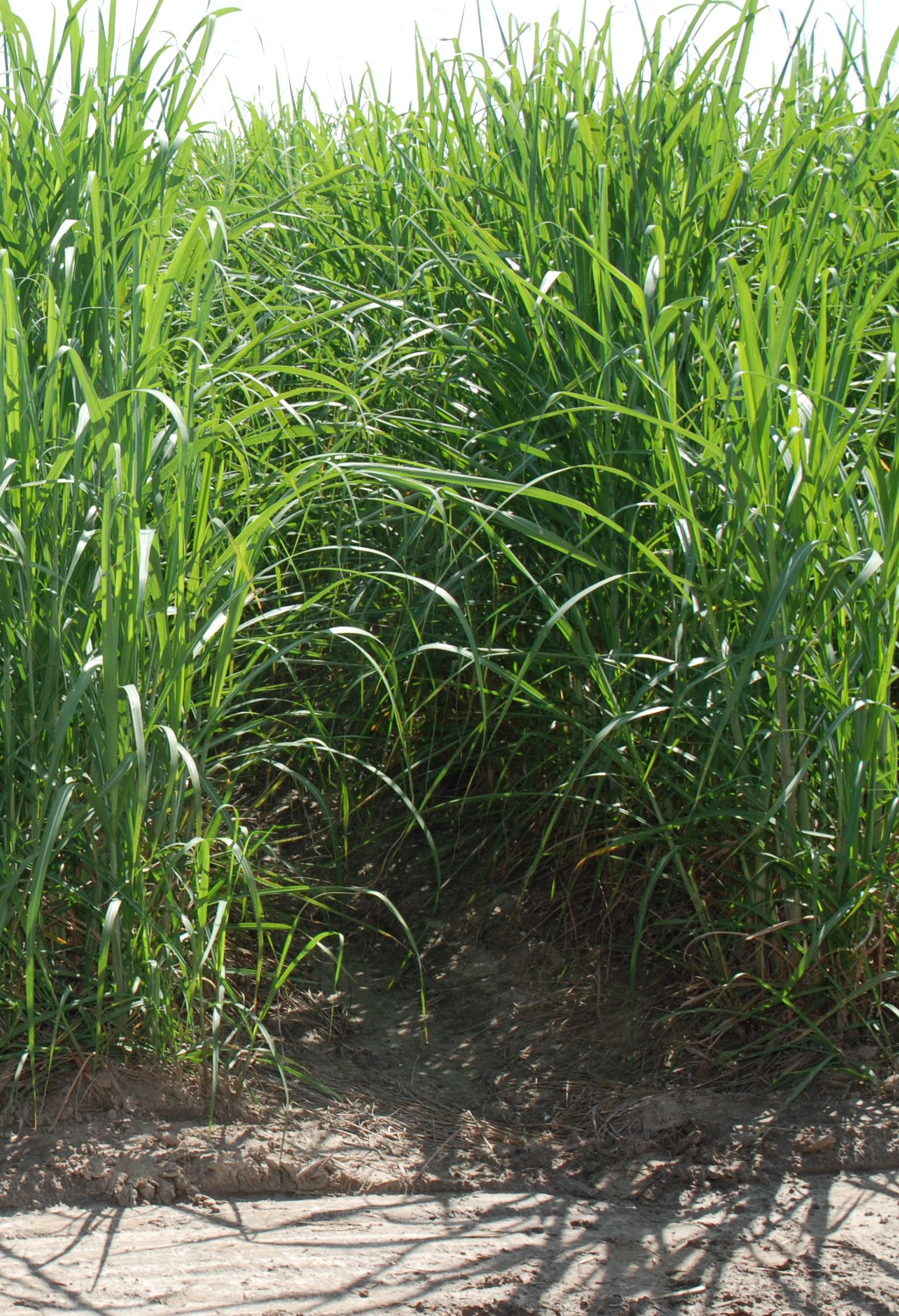New sugarcane variety released for 2018 planting