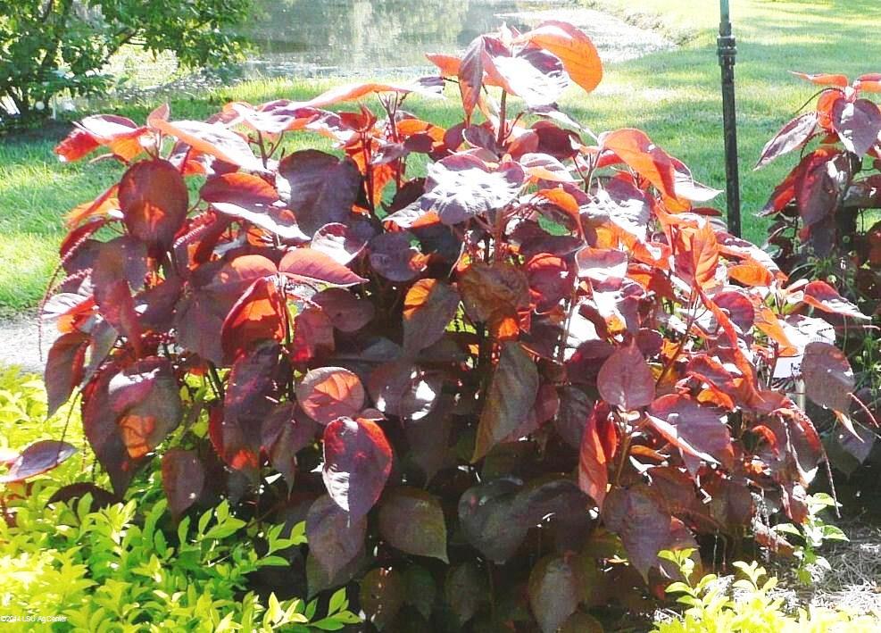 Copper Plant – Ornamental Plant of the Week for June 30, 2014