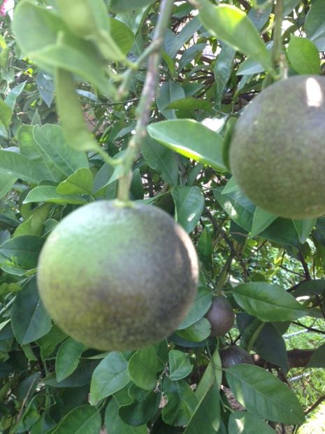 Citrus Rust Mite