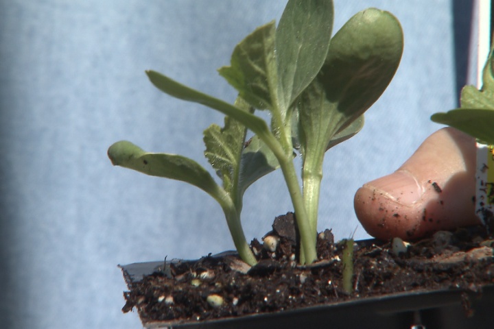 Selecting vegetables from the cucumber family