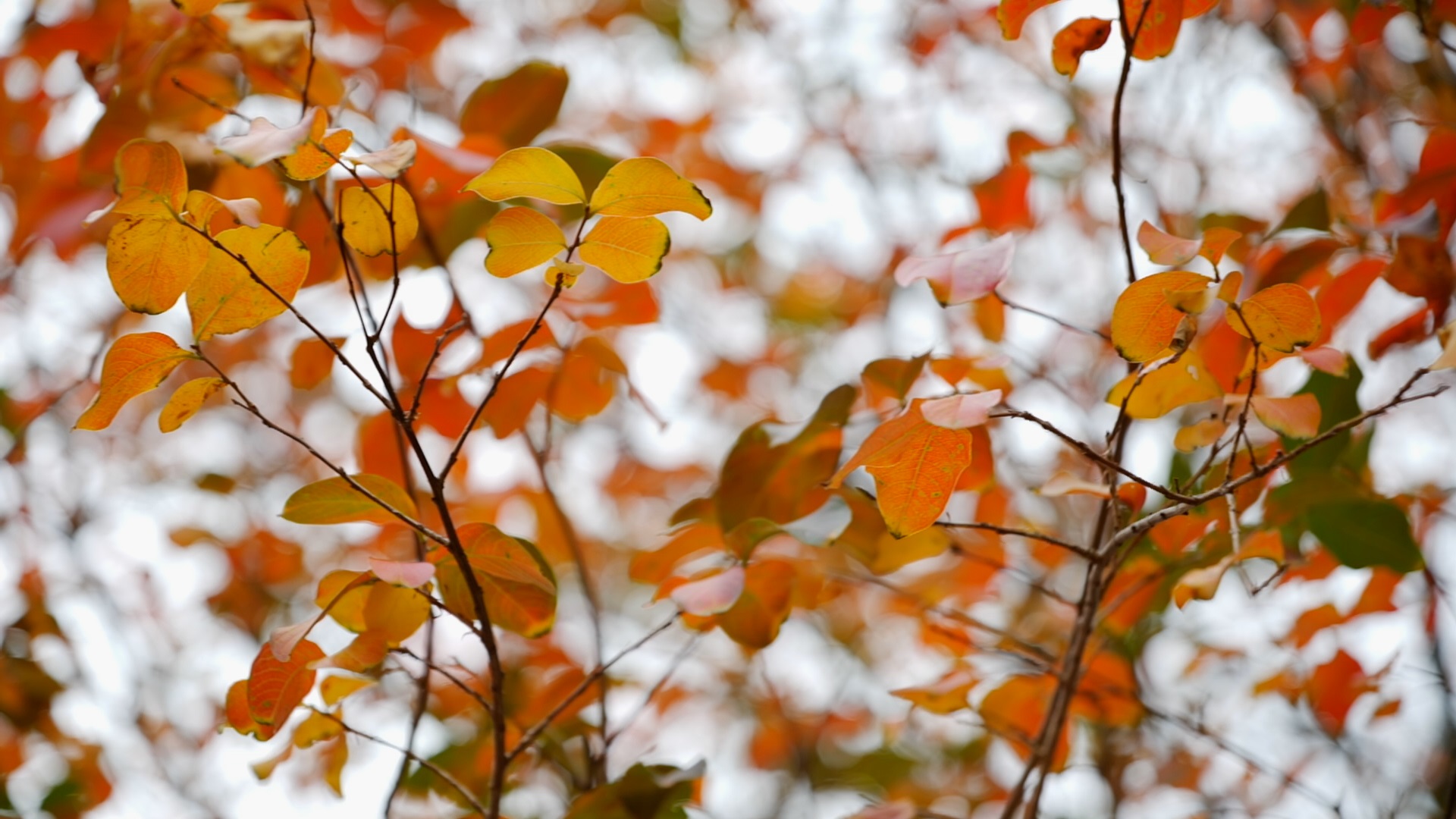 Get It Growing: Consider hybrid crape myrtles for year-round color