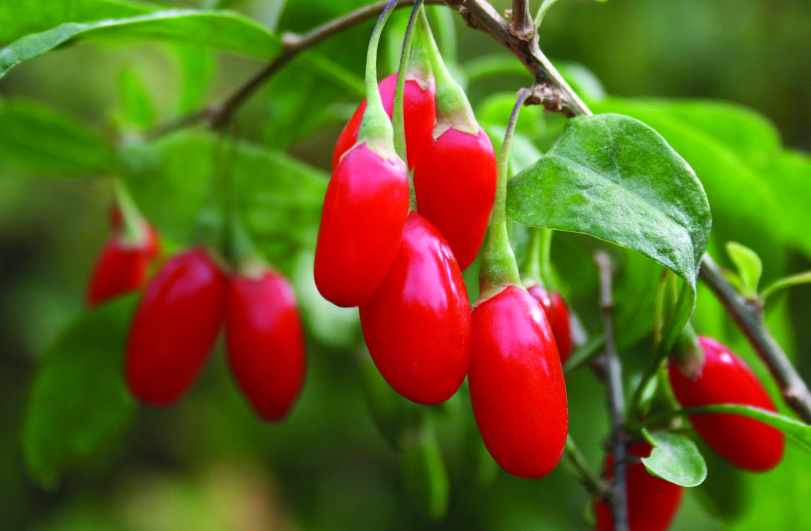 Goji02jpg