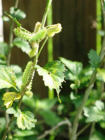 Be careful when considering insecticide use