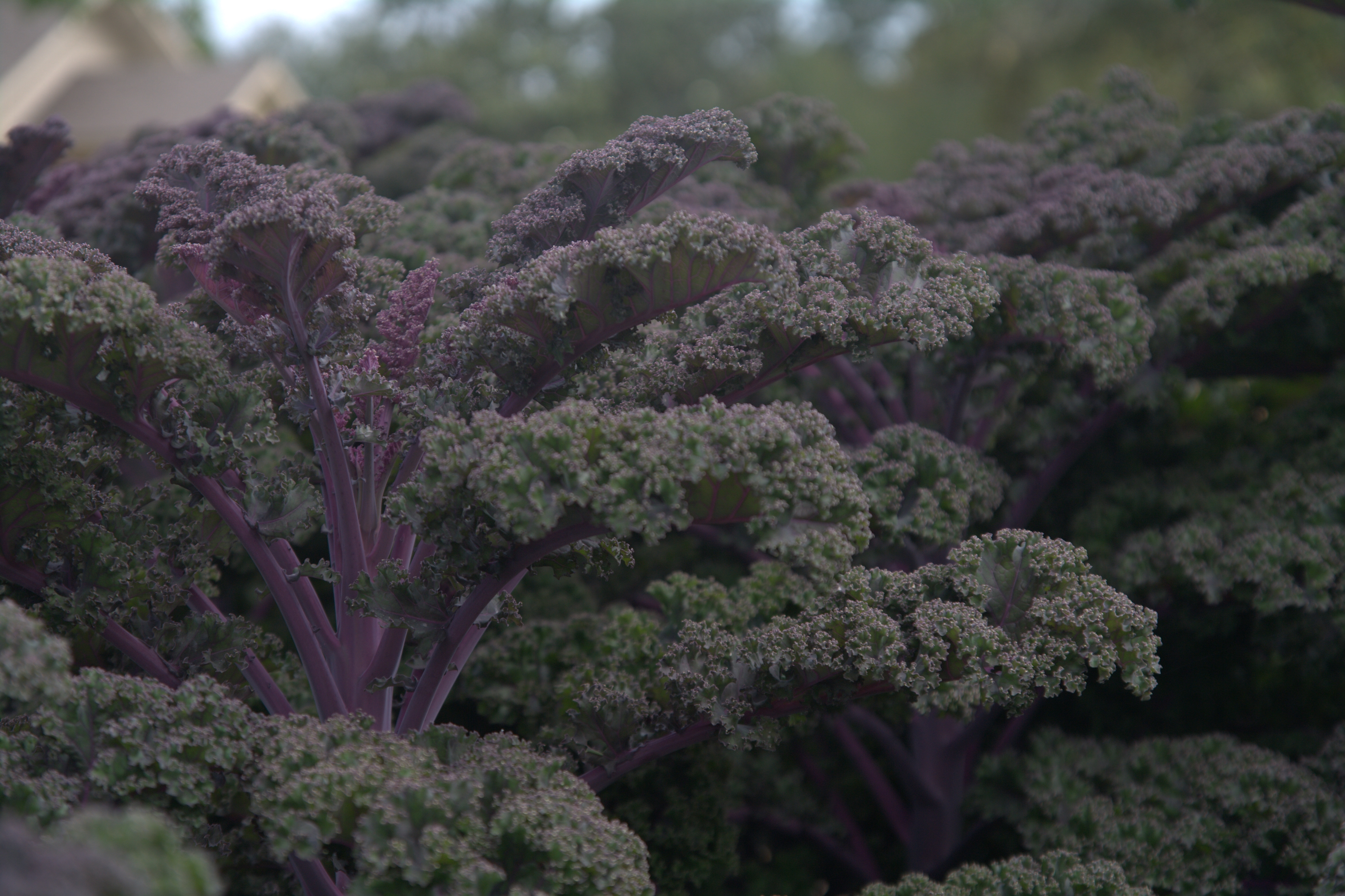 Redbor Kale – Louisiana Super Plant Fall 2011