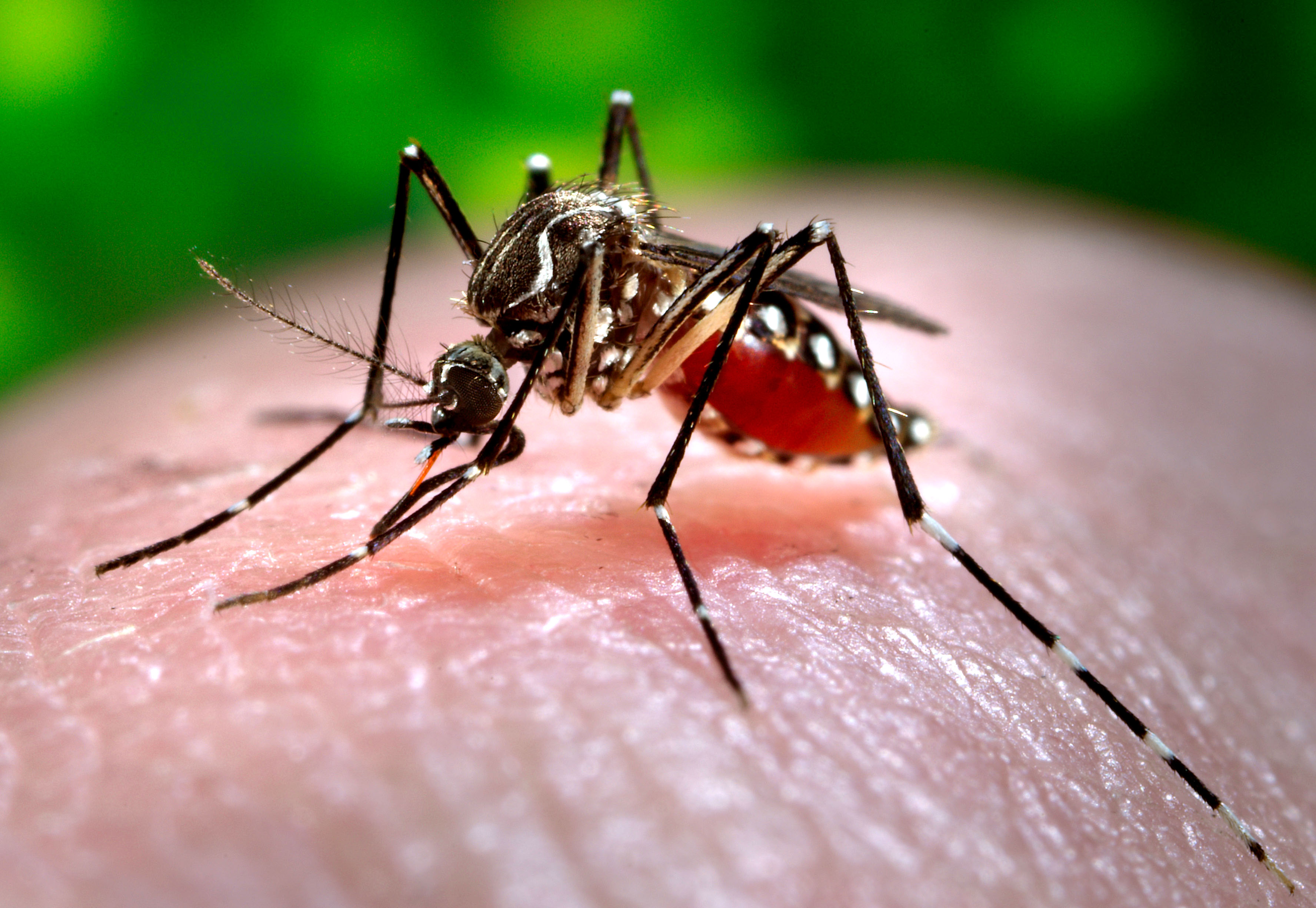 AgCenter mosquito control efforts aim to minimize effects of Zika virus