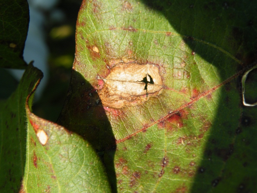 Leaf spot on rise in La. cotton fields