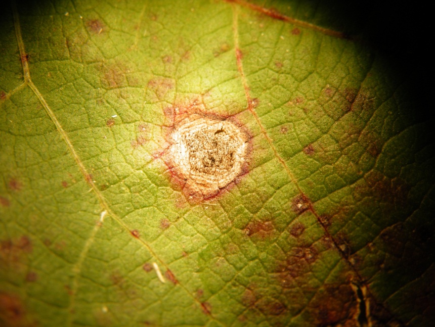 Leaf spot