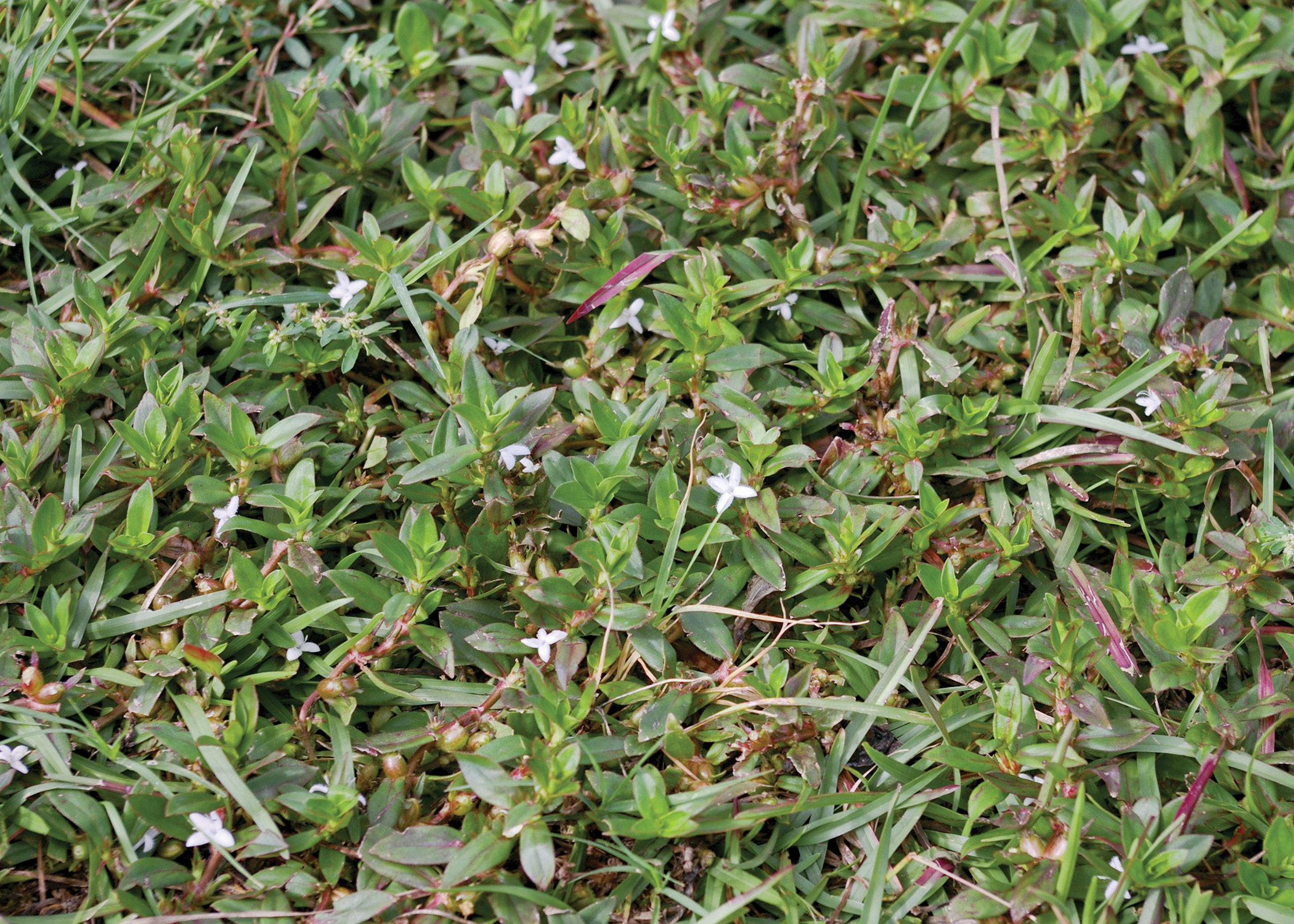 Ready, Set, Grow! Spring Weeds Part 2 May