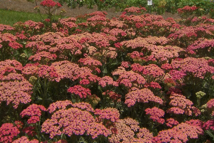Yarrow is a tough perennial with varied colors