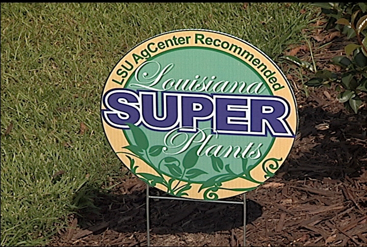 LSU AgCenter promotes La. Super Plants
