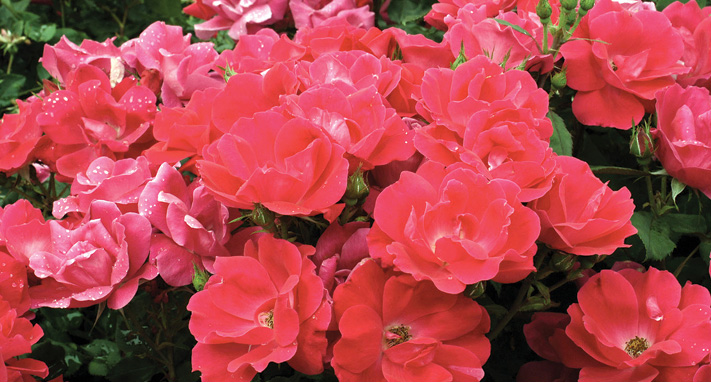 Chilli thrips threaten Louisiana Knock Out roses