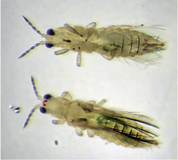 Chilli thrips