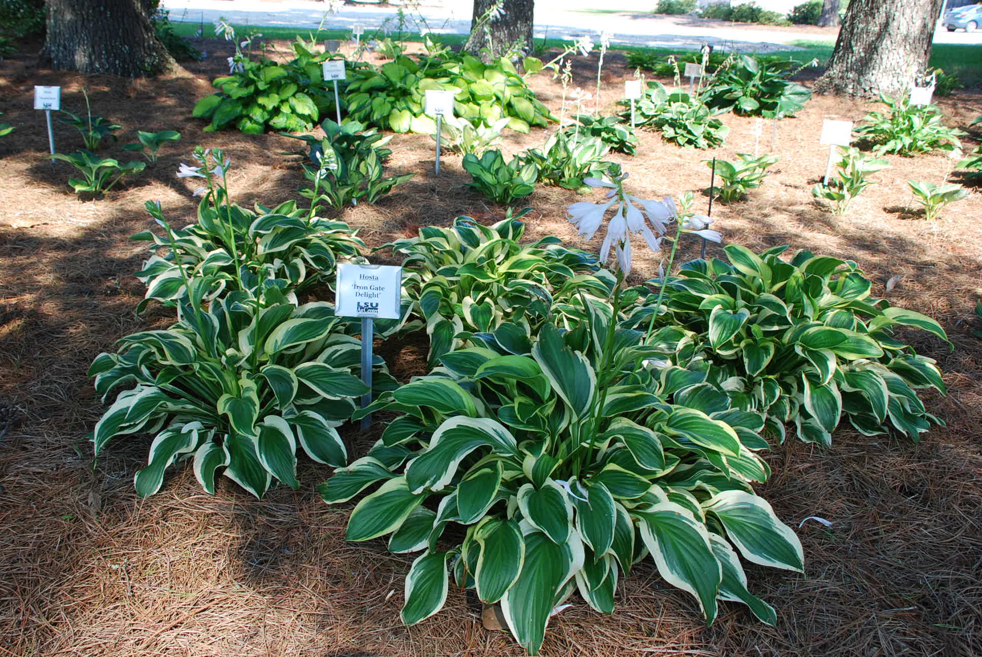 Thriving Hostas for Southern Louisiana Landscapes