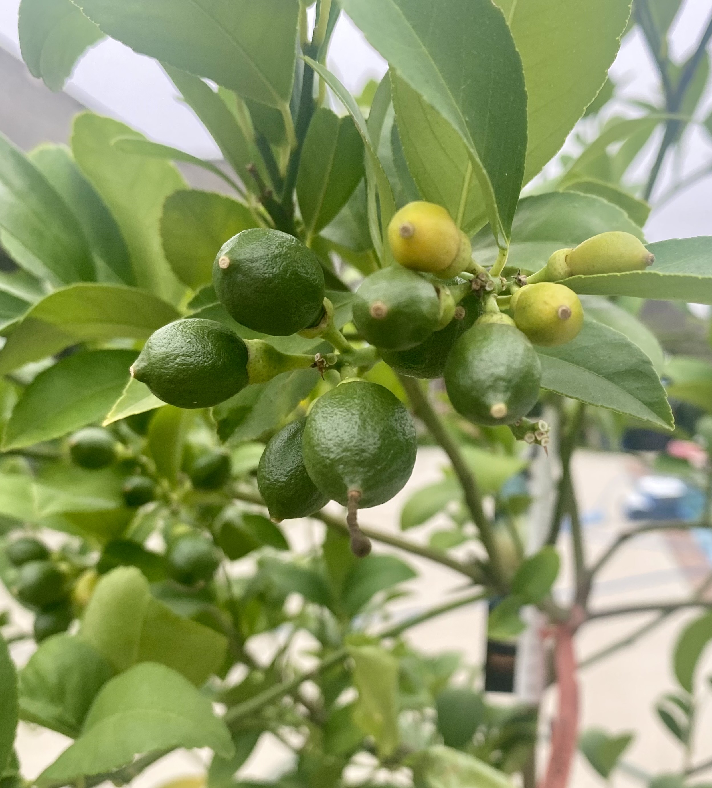Fragrant fall citrus
