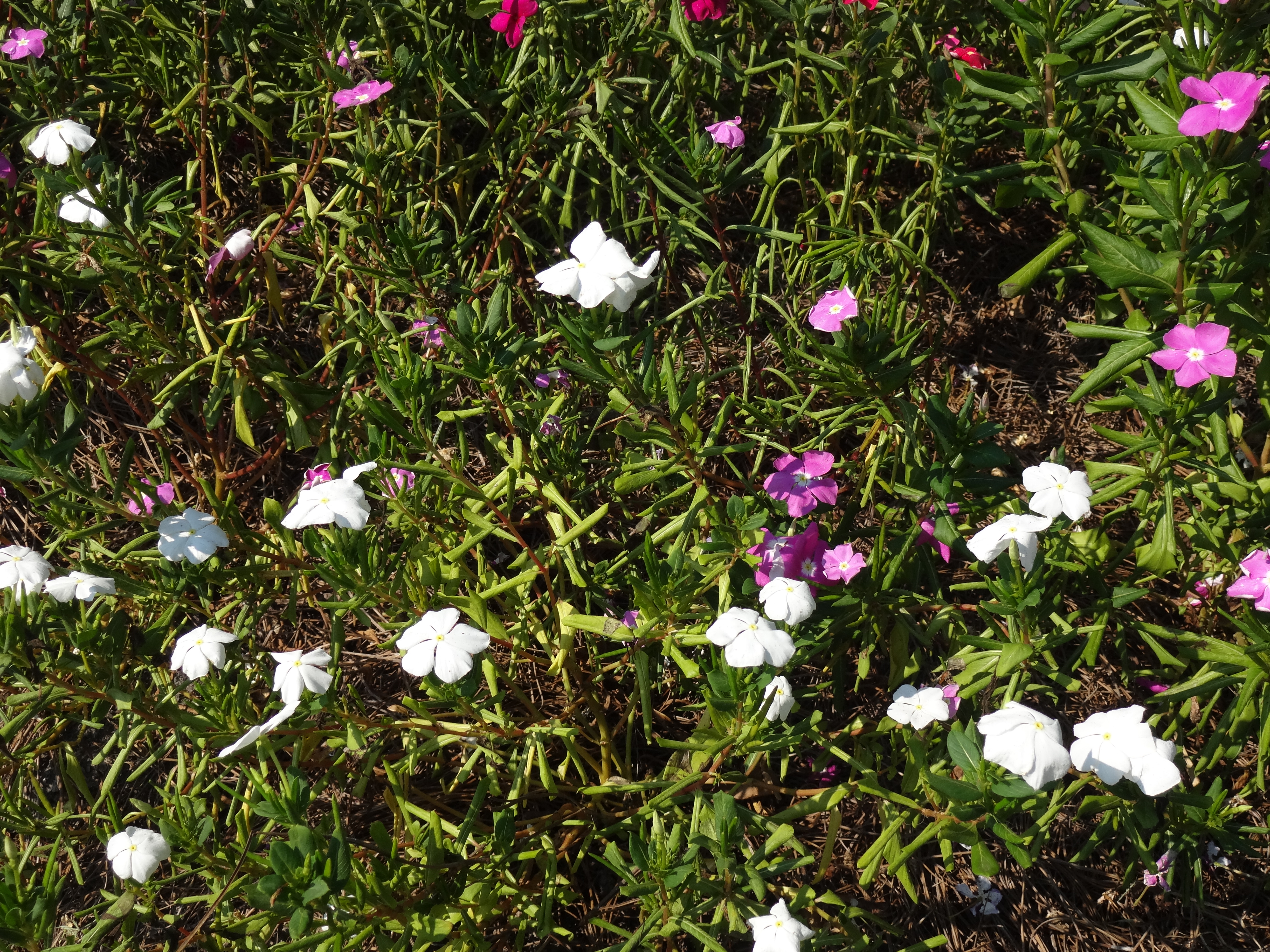 vinca