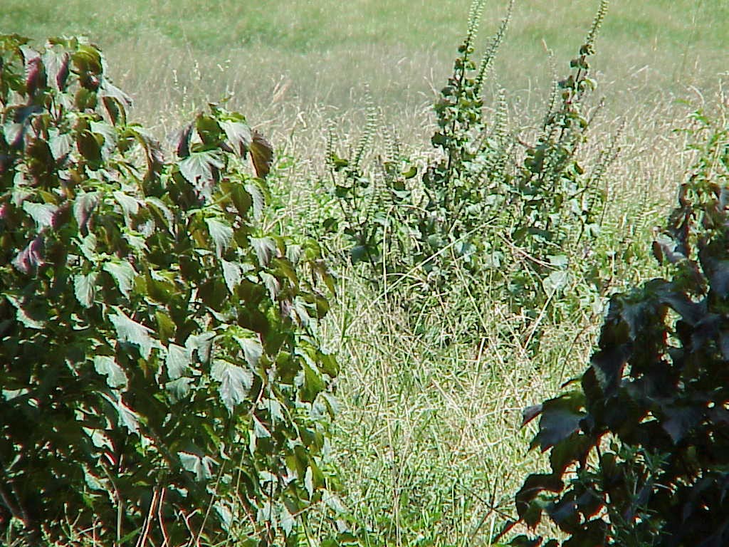 perilla mint