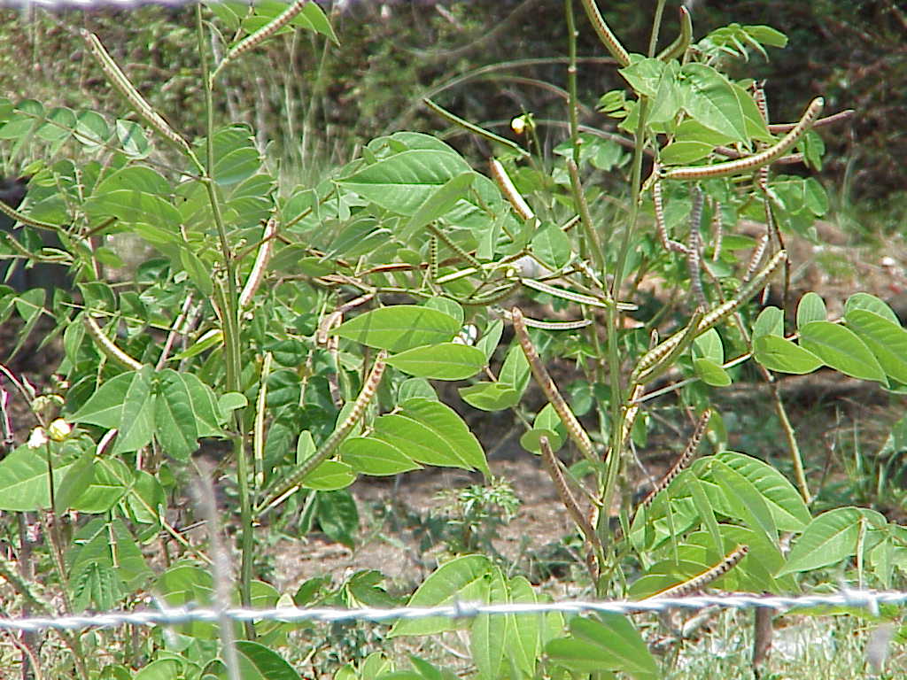 Poisonous Plants for Louisiana Livestock in the Fall