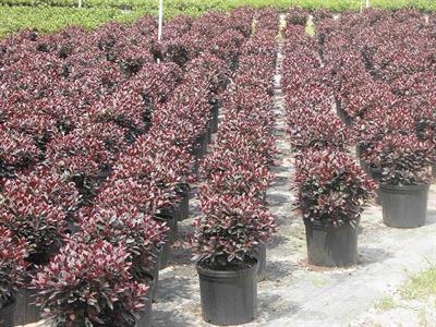 2008 Enterprise Budgets for Ornamental Crops in Plant Hardiness Zones 8 and 9