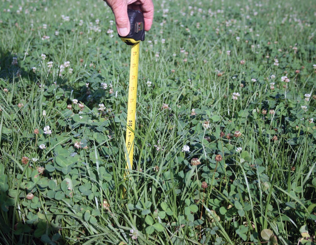 Clover value in pastures rises as nitrogen fertilizer price increases