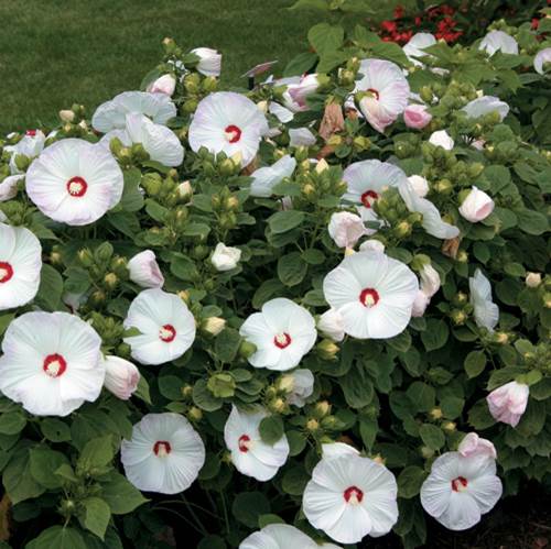 How about a hardy hibiscus?