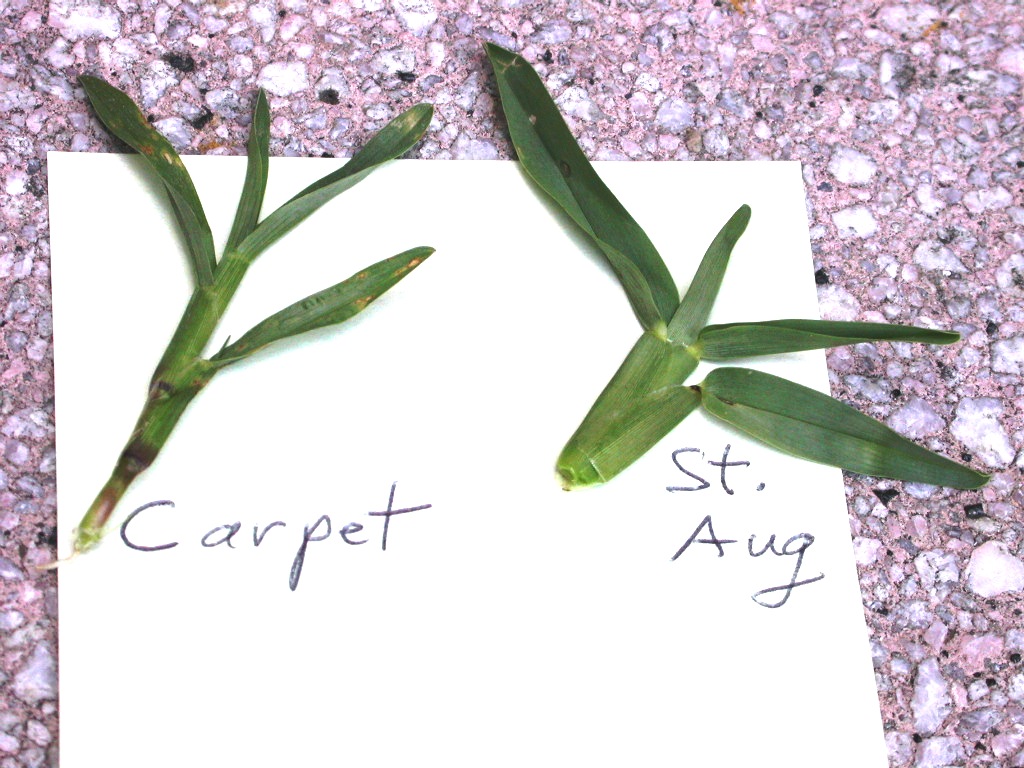 Common carpet compared to St. Augustine