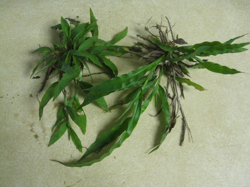 Plugs of tropical carpetgrass starting to spread