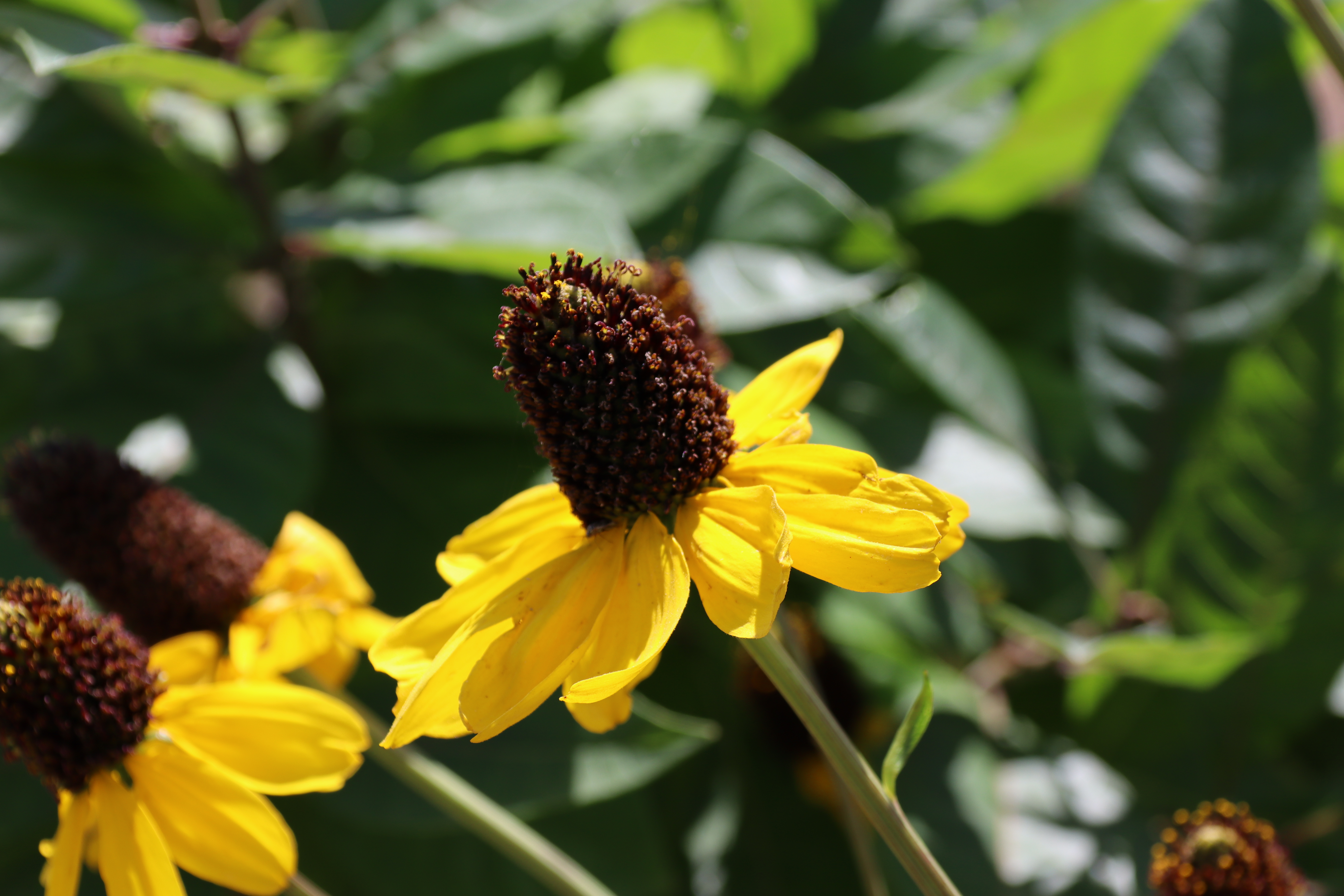 RudbeckiaJPG