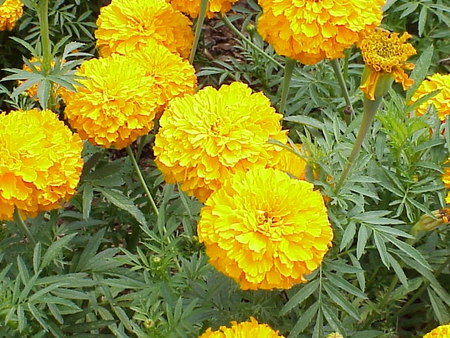 Marigolds Effective Against the Southern Rootknot Nematode