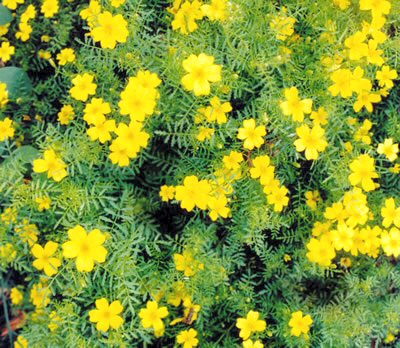 signet marigold