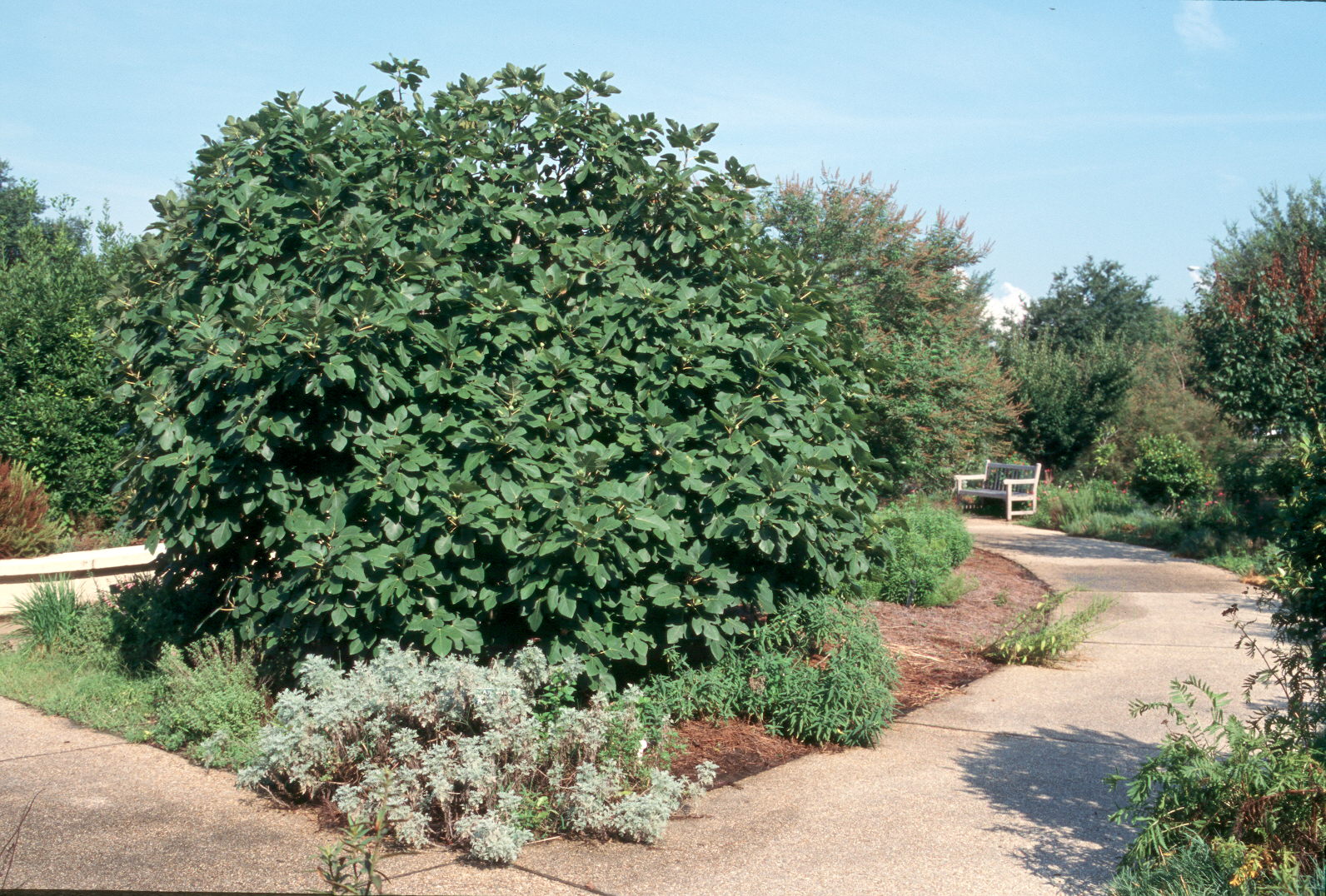 Fig trees can enhance landscapes