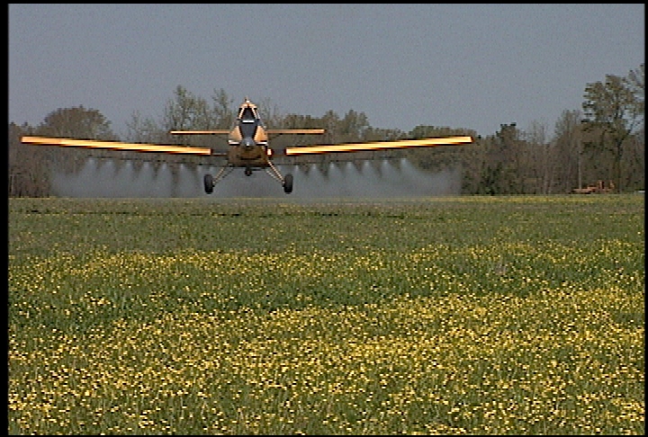 Weed scientist encourages farmers to tackle winter weeds early