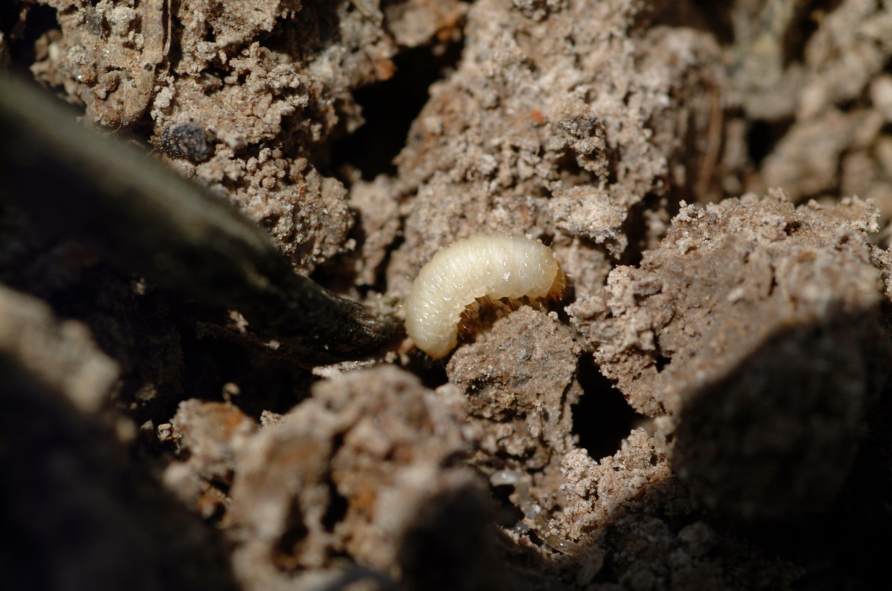 Colaspis Larva in Dirt 2