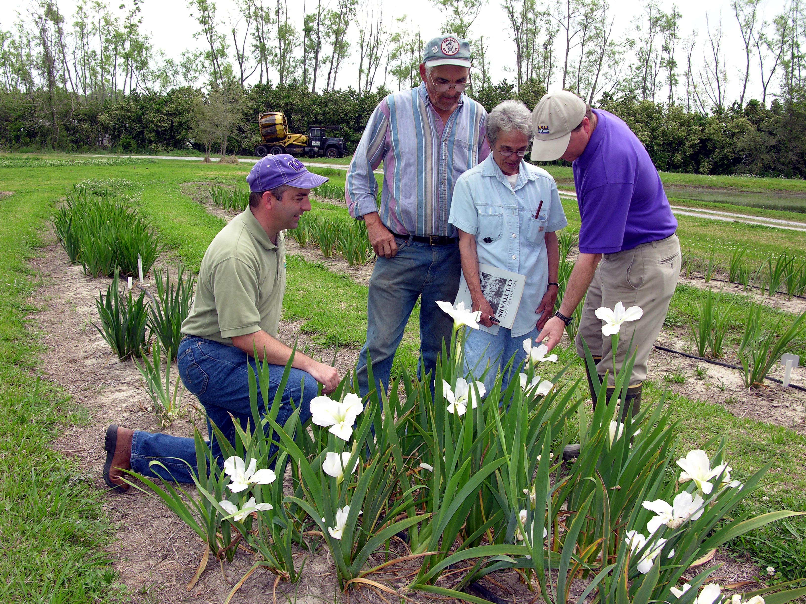 LSU AgCenter Scientists Testing Weed Control For Louisiana Iris Growers