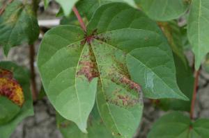 Spider Mite Control Options