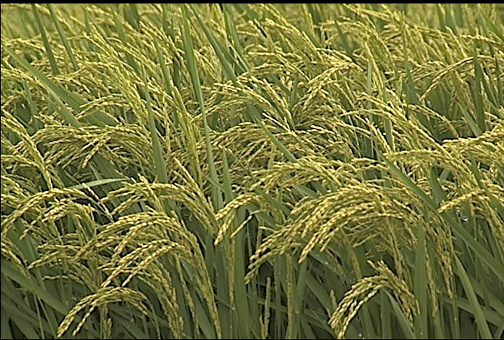 Cloudy weather could hurt rice crop